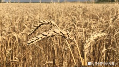 ООН снизила прогноз мирового сбора зерна в 2022 году